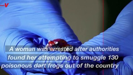 130 Poisonous Frogs Found in a Woman’s Luggage in Columbia