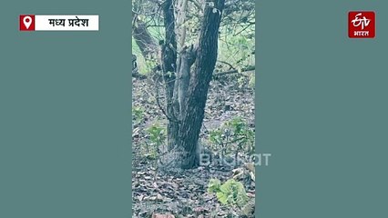 जंगल में बाघों की मस्ती, दुबरी रेंज में एक साथ दिखे 4 टाइगर्स, देखें ये अद्भुत नजारा