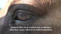 Le cheval, partenaire thérapeutique de victimes de violences sexuelles