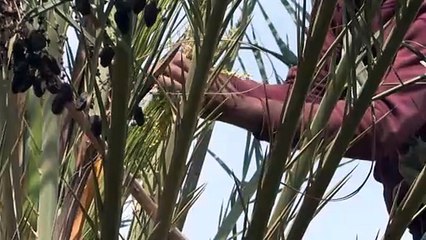 "واحة الثورة" مشروع اجتماعي فريد يقدم نموذجا للإدارة التشاركية في تونس