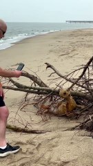 Bizarre discovery on Skegness beach goes viral on Tik Tok