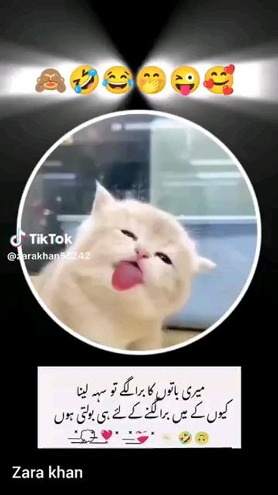 cat vedio