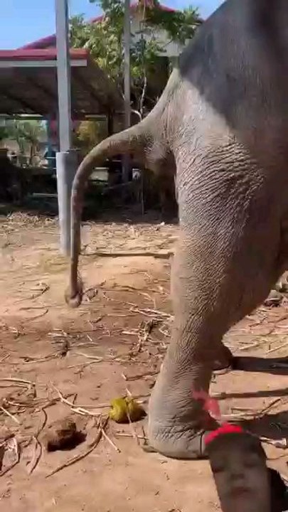 elephant potty vedio