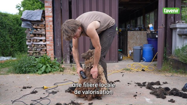 Gesves : Une filière locale pour récolter la laine