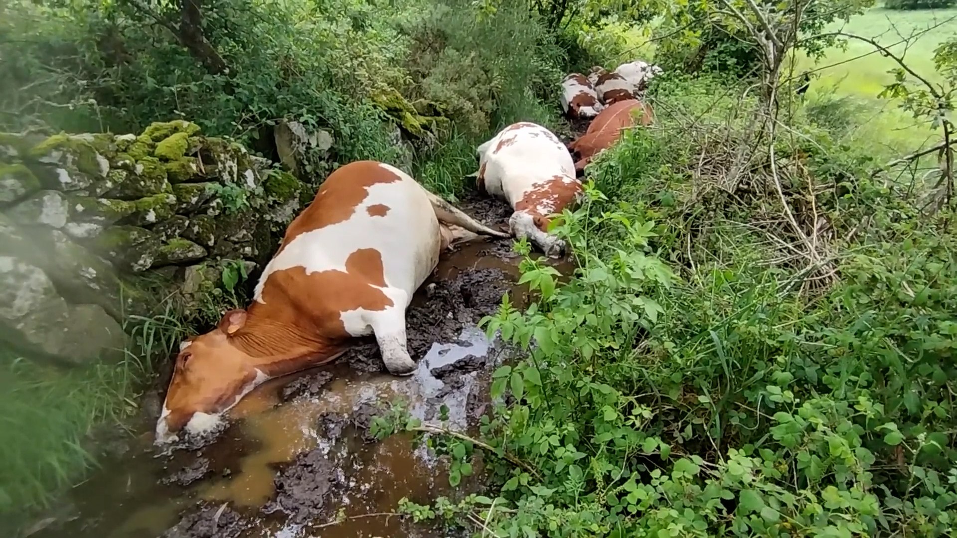 Unas 27 vacas fallecieron en la tarde de este domingo en la localidad pontevedresa de Rodeiro tras ser alcanzadas por un rayo.
Seg�n el presidente de la cooperativa O Rodo, a la que pertenece la explotaci�n ganadera due�a de los reses, los hechos ocurrieron durante la tarde, cuando las vacas pastaban en un prado.