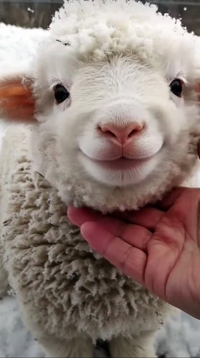 Smiling cute little lamb, #smiling, #lamb, #animal