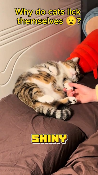 Why do Cats lick themselves? #catshorts #cats #catslife #catsofinstagram