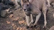 Kangaroo love | only in Australia 🇦🇺