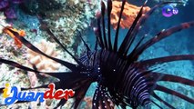 Makamandag na lionfish, nilalantakan sa Quezon Province! | I Juander