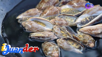 Nakalalasong uri ng kabibe, masarap daw ulamin?! | I Juander