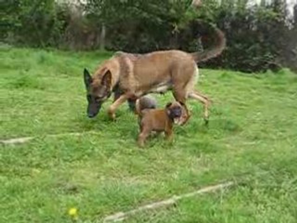 Les BB d'Athena et S'leon le 04.05.2008