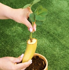 Plant Parent Pro Tips for a Greener Garden