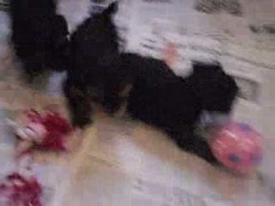 les chiots s'amuse