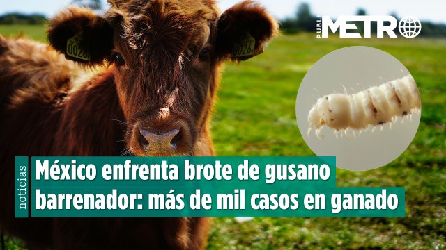 México enfrenta brote de gusano barrenador: más de mil casos en ganado del sureste
