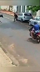 "Animals Take Over: You Won't Believe What Happens Next 🤣🐾"