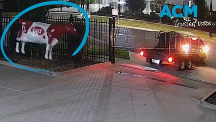 Thieves make off with life-sized fibreglass cow