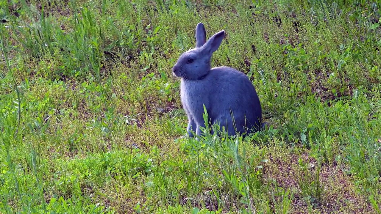 The Secret Life of Rabbits