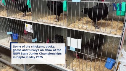 Exciting Junior Poultry Championships in Dapto 🐥