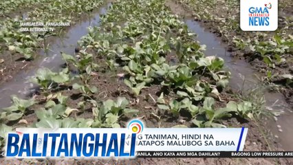 Mga pechay sa ilang taniman, hindi na napakinabangan matapos malubog sa baha | Balitanghali