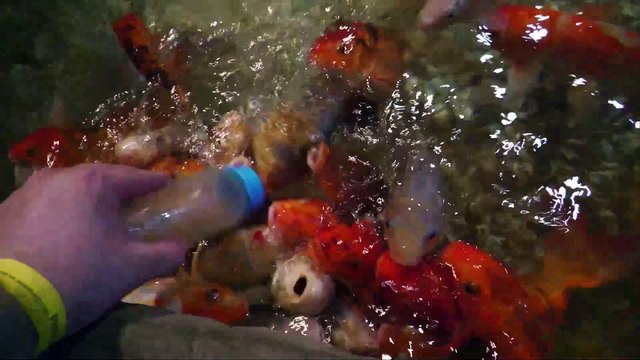 [RU] Krasnogorsk: Walking Tour [Fish sucks nipple on bottle / Panasonic HC-X1600]