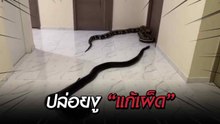 งูยักษ์ 2 ตัวโผล่หน้าห้องคอนโด ปมคนแอบเลี้ยงหมา สุดท้ายจบด้วยค่าปรับ