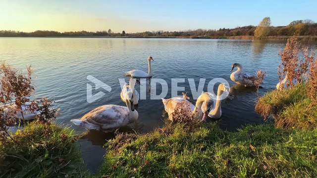 Cinematic shot of White swans and cygnets, swimming and feeding on riverbank during beautiful golden sunset