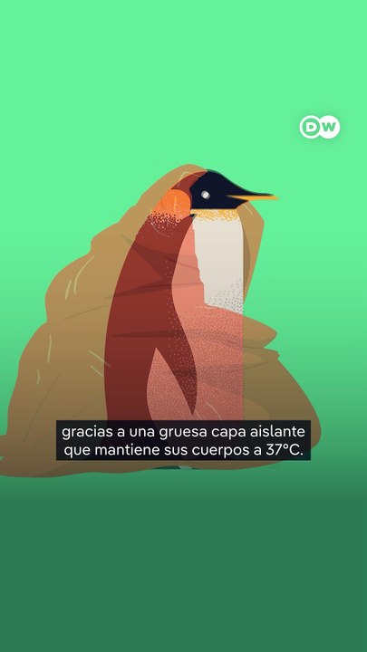 ¿Por qué a los pingüinos no se les congelan las patas?