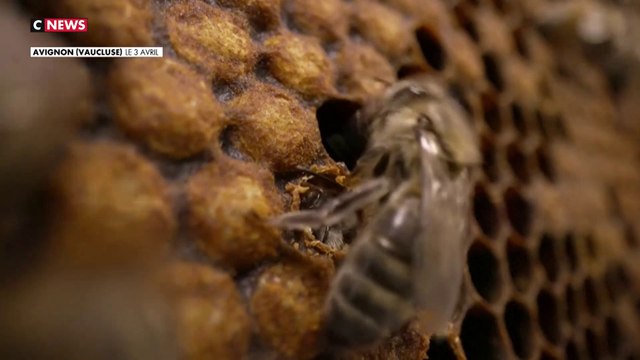 Les bienfaits des abeilles