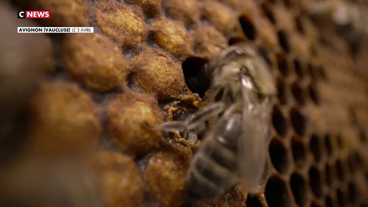 Les bienfaits des abeilles