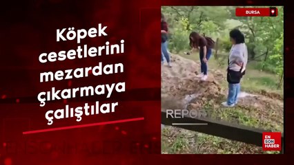Bursa'da köpek cesetlerini mezardan çıkarmaya çalıştılar
