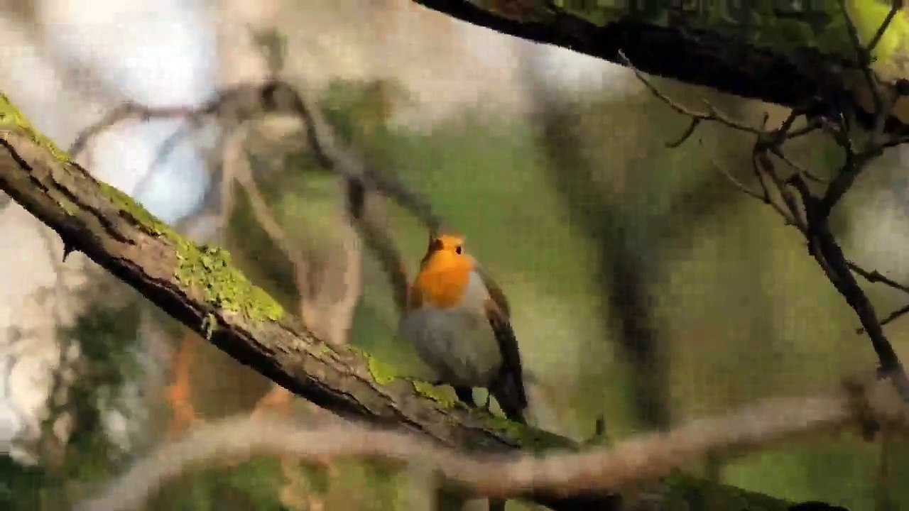 Singing Bird
