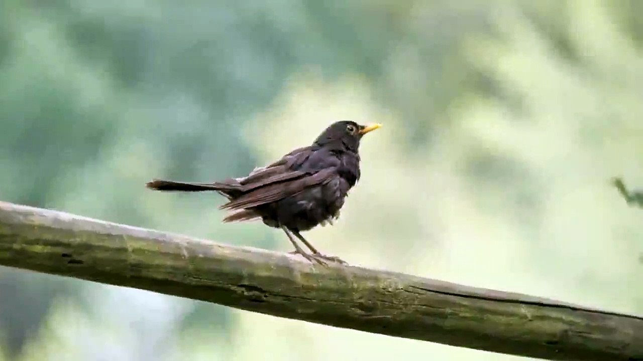 Singing Bird 4