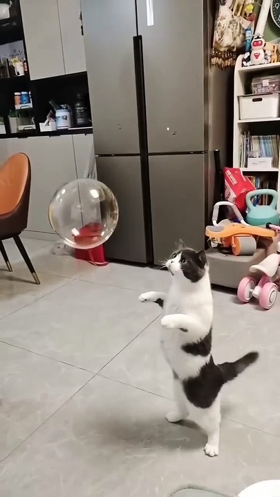 Cats new viral funny video 😂📸 cat lover 😍😂 animals love 😘❤️ cat viral video 😍📸#shorts #shortvideo #viralvideo #viralshorts #funny #funnyvideo #comedy #cats #animals #love #care