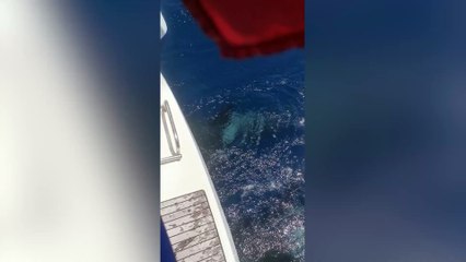 Yorkshire sailor who feared for his life warns orca attacks could turn deadly