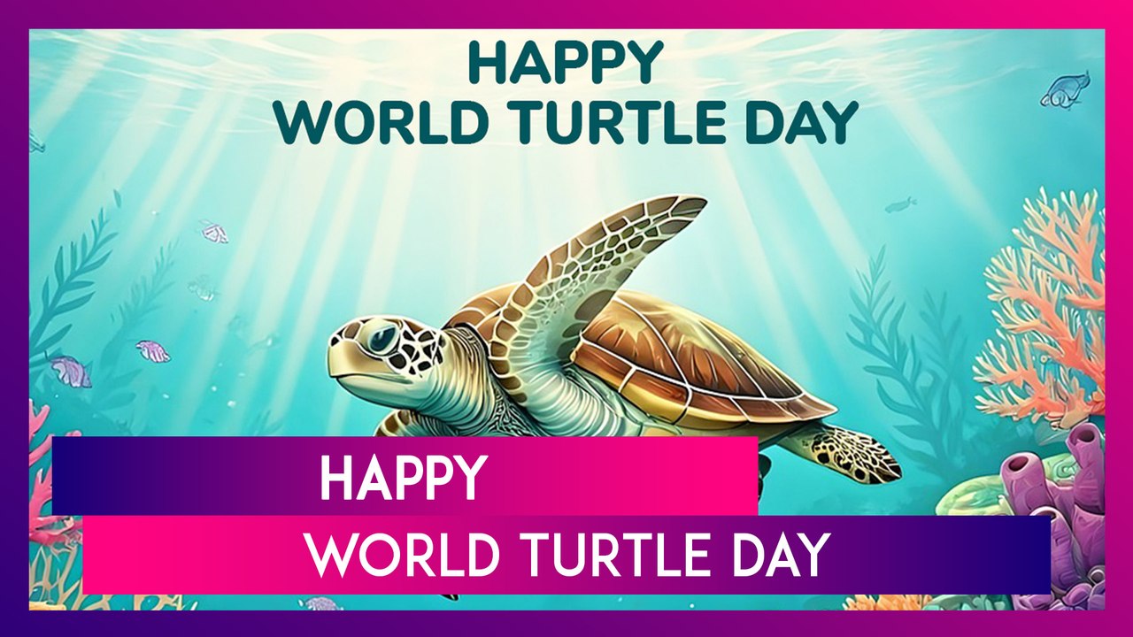 World Turtle Day 2025 Wishes & Messages Celebrate And Save Turtles With Quotes, Pics And Slogans