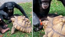 Schattige video: chimpansee deelt appel met schildpad