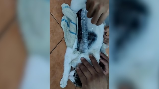 Kätzchen sollte Drogen in Gefängnis schmuggeln