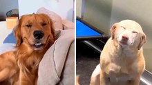 Cette vidéo hilarante de chiens “souriants” va illuminer votre semaine