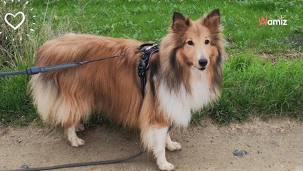 Il ne supportait plus d'être seul 12h par jour : ce chien calme et affectueux cherche une famille disponible