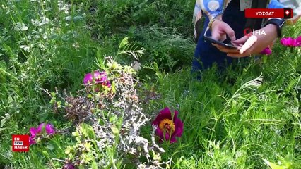 Yozgat’ta endemik bir tür olan Cehrilik laleleri açtı