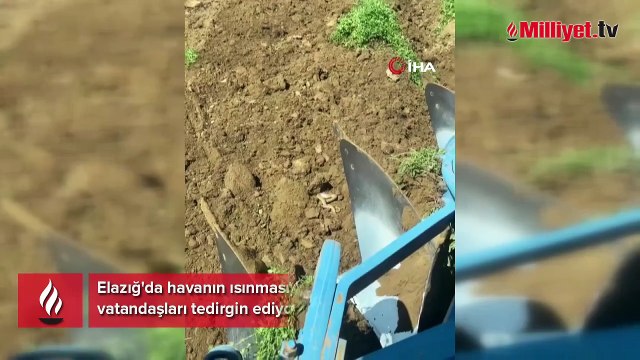 Bir kentte yılan istilası: Yolda ve tarlada görüldüler: Metrelerce uzunlukta...