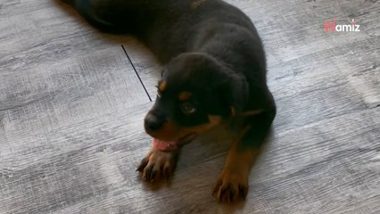 Nobody wanted this limping puppy: Two years later he is unrecognisable (video)