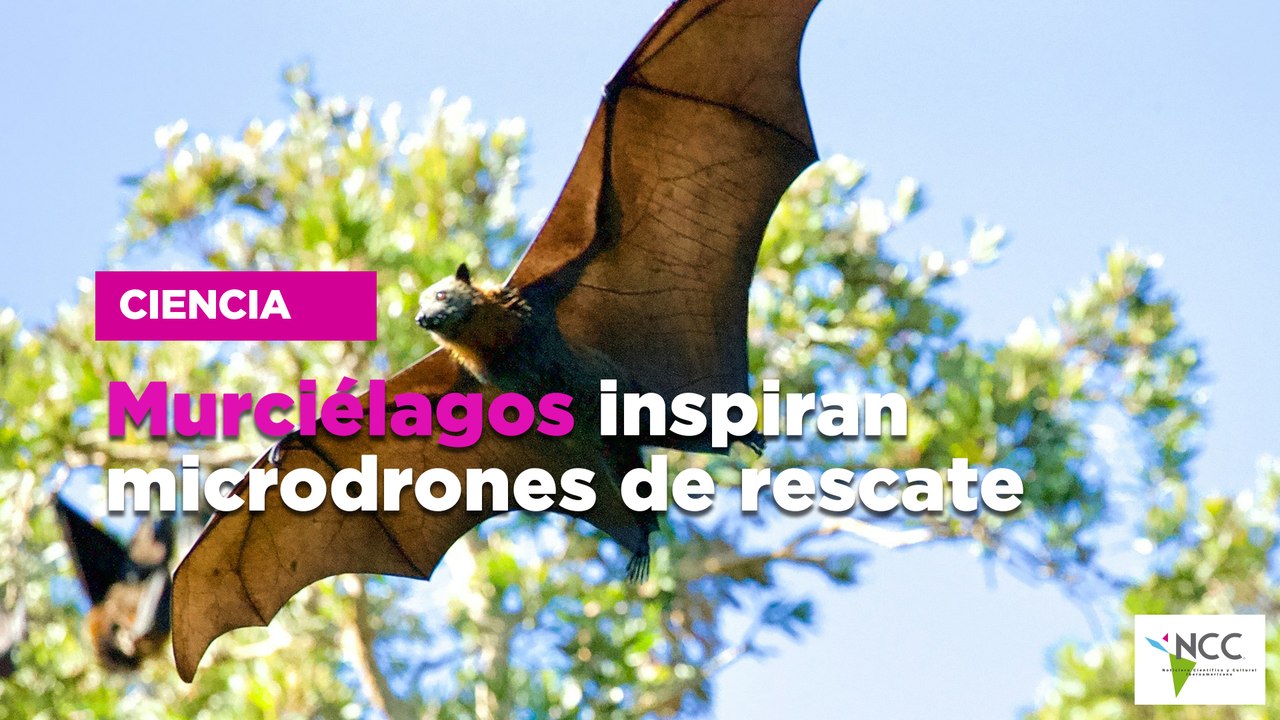 Murciélagos inspiran microdrones de rescate - Vídeo Dailymotion