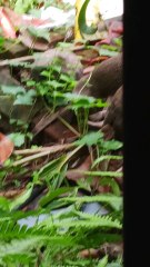 These mongoose puppies will steal your heart! A beautiful video of cute mongooses!"#mongoose #mongoosepuppies #cuteanimals #wildlife #nature #indianwildlife #germanywildlife #russianwildlife #israelwildlife #ukwildlife #usawildlife