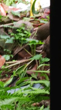 These mongoose puppies will steal your heart! A beautiful video of cute mongooses! #mongoose #mongoosepuppies #cuteanimals #wildlife #nature #indianwildlife #germanywildlife #russianwildlife #israelwildlife #ukwildlife #usawildlife