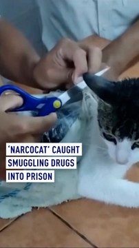 'Narcocat' caught smuggling drugs into prison