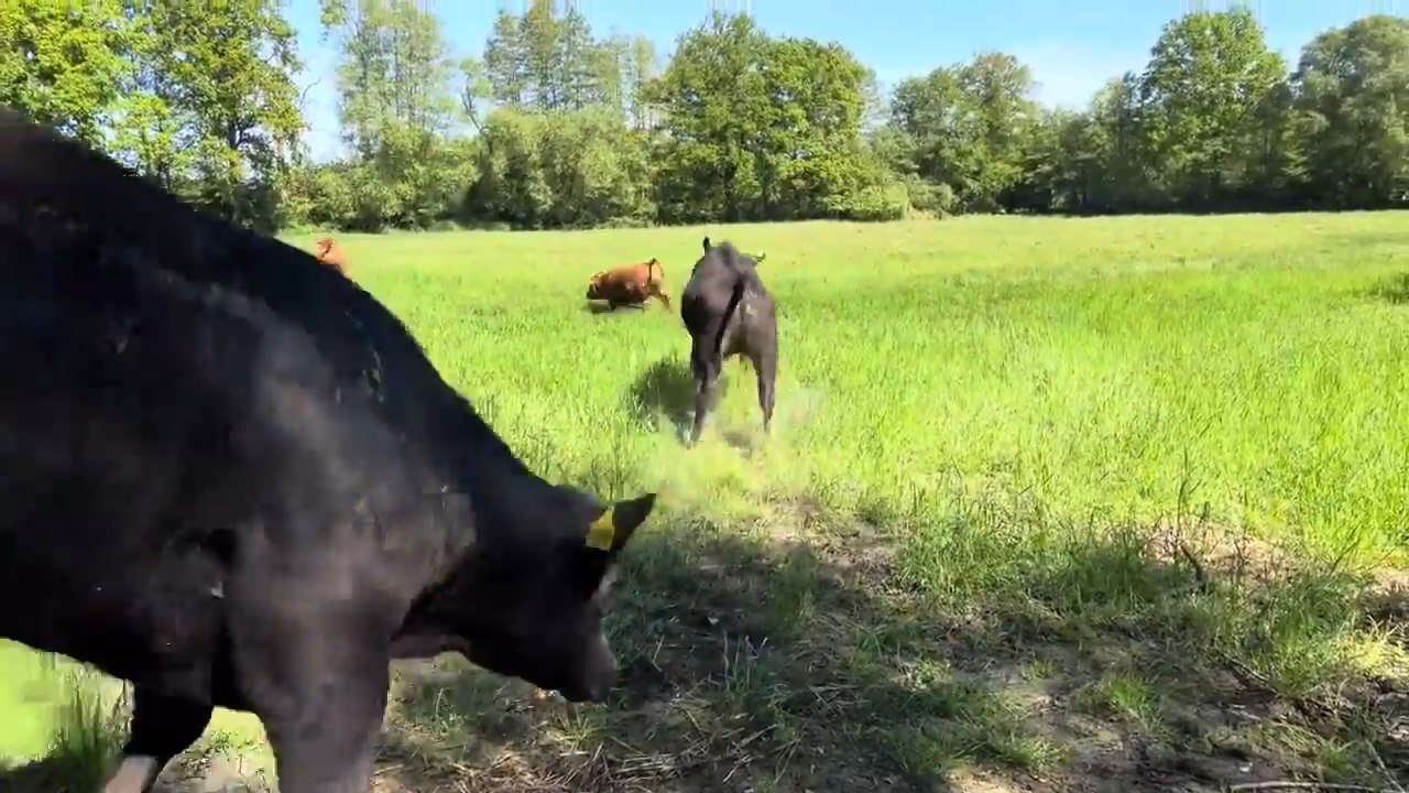 Cows Playfully Run Around After Being Let Outside for First Time in Spring