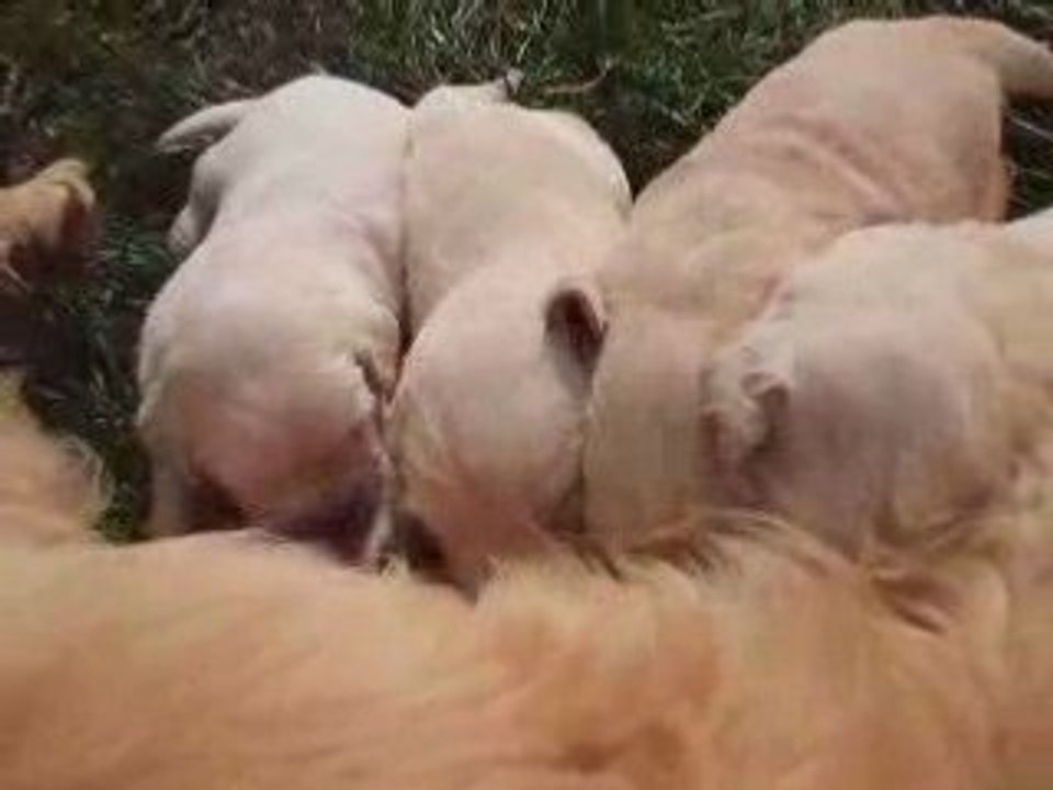 TZARA alaite ses chiots mars 2008