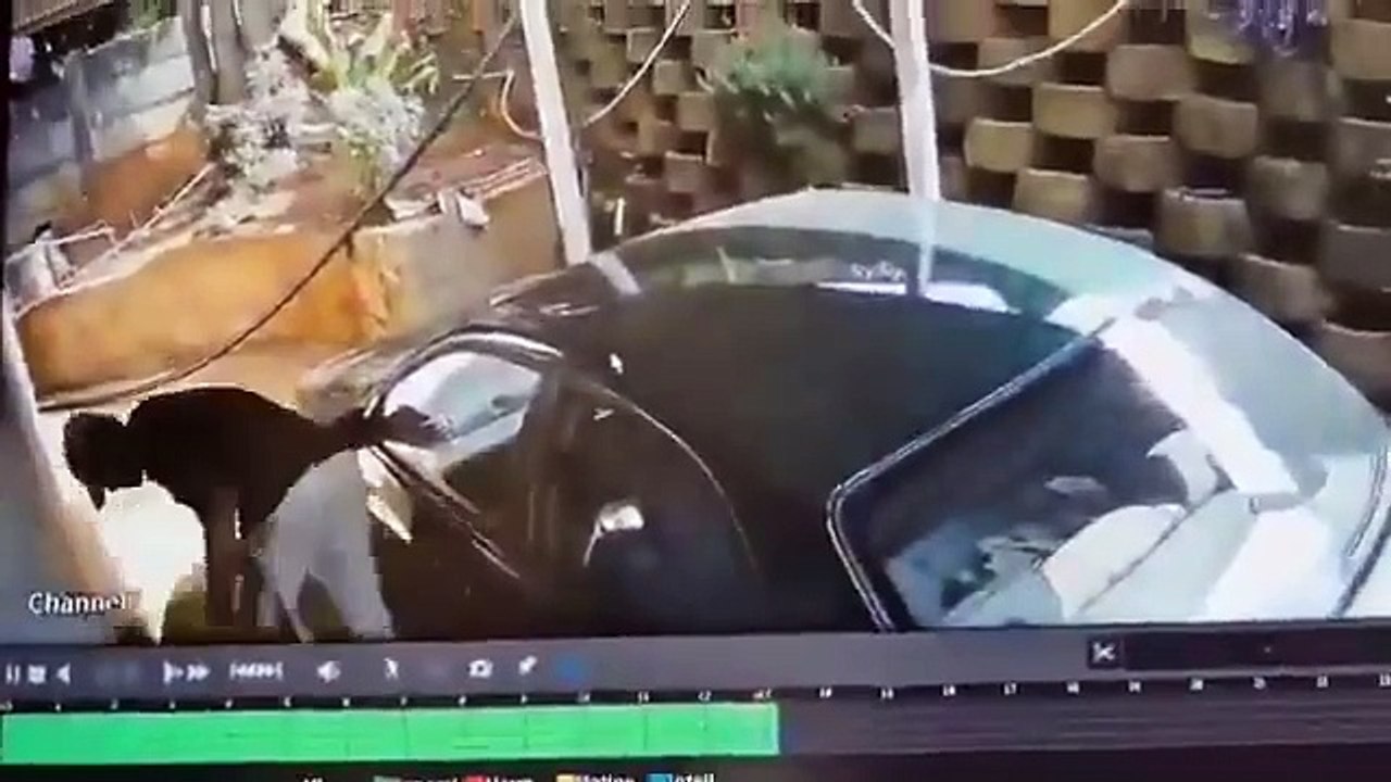 VIDEO: ¡Lo atacaron! Jauría de perros frustró un robo y dejaron herido al ladrón