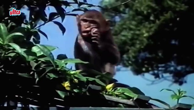 Dil Wil Pyar Wyar Main Kya Janu Re || Lata Mangeshkar | Saira Banu | Superhit Romantic Hindi Song